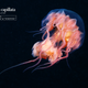 Illustration for article titled These are the alien creatures that secretly lurk under the polar circle